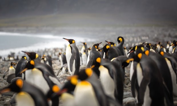 پنگوئن,اخبار علمی,خبرهای علمی,طبیعت و محیط زیست