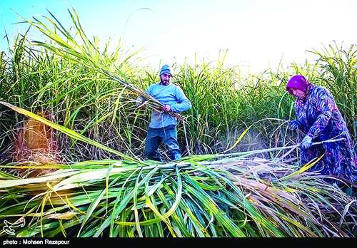 تأمین قند و شکر ایران,اخبار اقتصادی,خبرهای اقتصادی,کشت و دام و صنعت