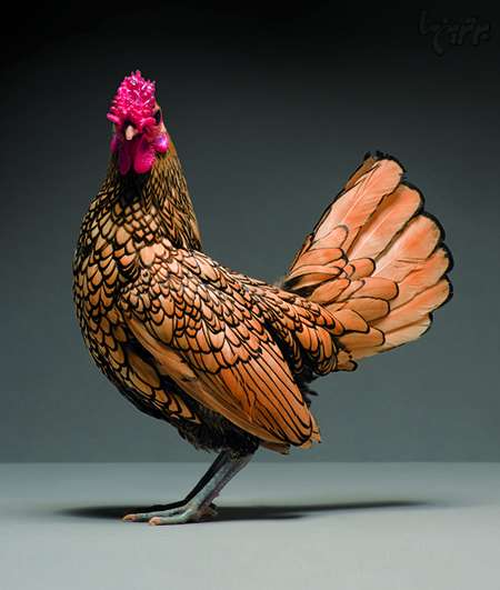 تصاویر زیباترین مرغ و خروس‌های جهان,اخبار جالب,خبرهای جالب,خواندنی ها و دیدنی ها