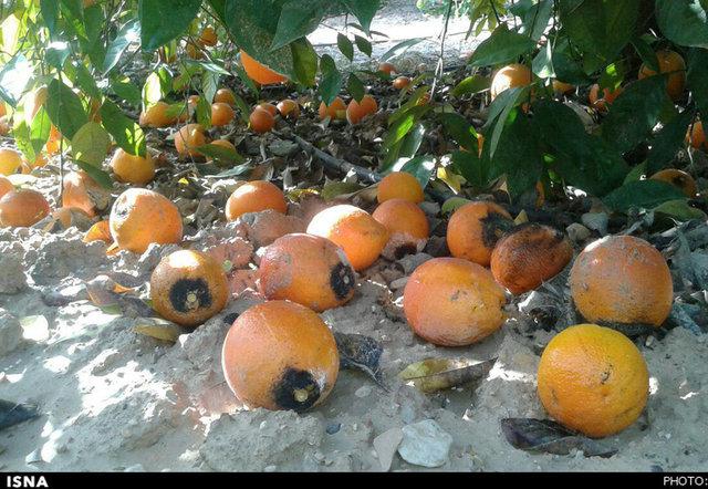 هواشناسی کشاورزی برای اسفند هواشناسی کشاورزی برای اسفند,اخبار اجتماعی,خبرهای اجتماعی,محیط زیست