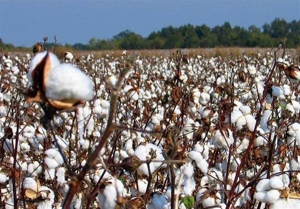 پنبه,اخبار اقتصادی,خبرهای اقتصادی,کشت و دام و صنعت