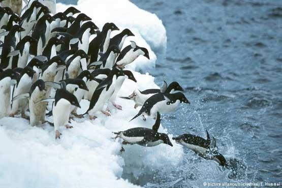 پنگوئن دم‌دراز,اخبار علمی,خبرهای علمی,طبیعت و محیط زیست