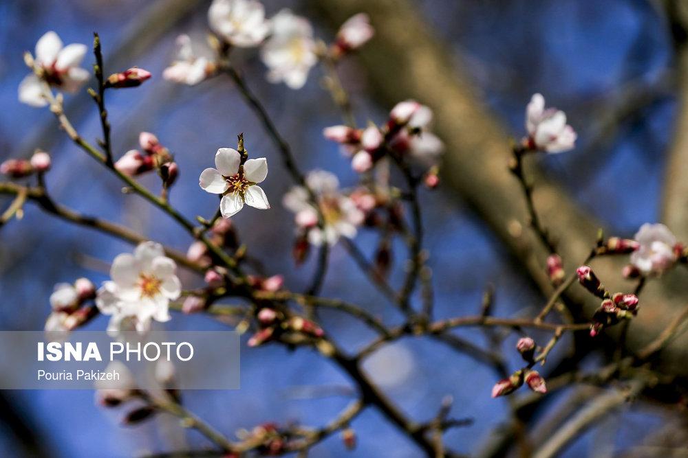 تصاویرشکوفه‌های بهاری زمستان,عکس های شکوفه‌های درختان,تصاویر پدید آمدن شکوفه‌ها دراسفندماه