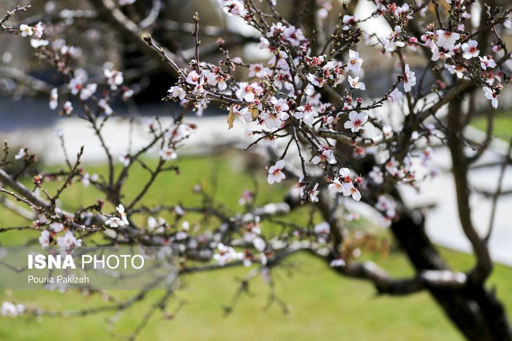 تصاویرشکوفه‌های بهاری زمستان,عکس های شکوفه‌های درختان,تصاویر پدید آمدن شکوفه‌ها دراسفندماه