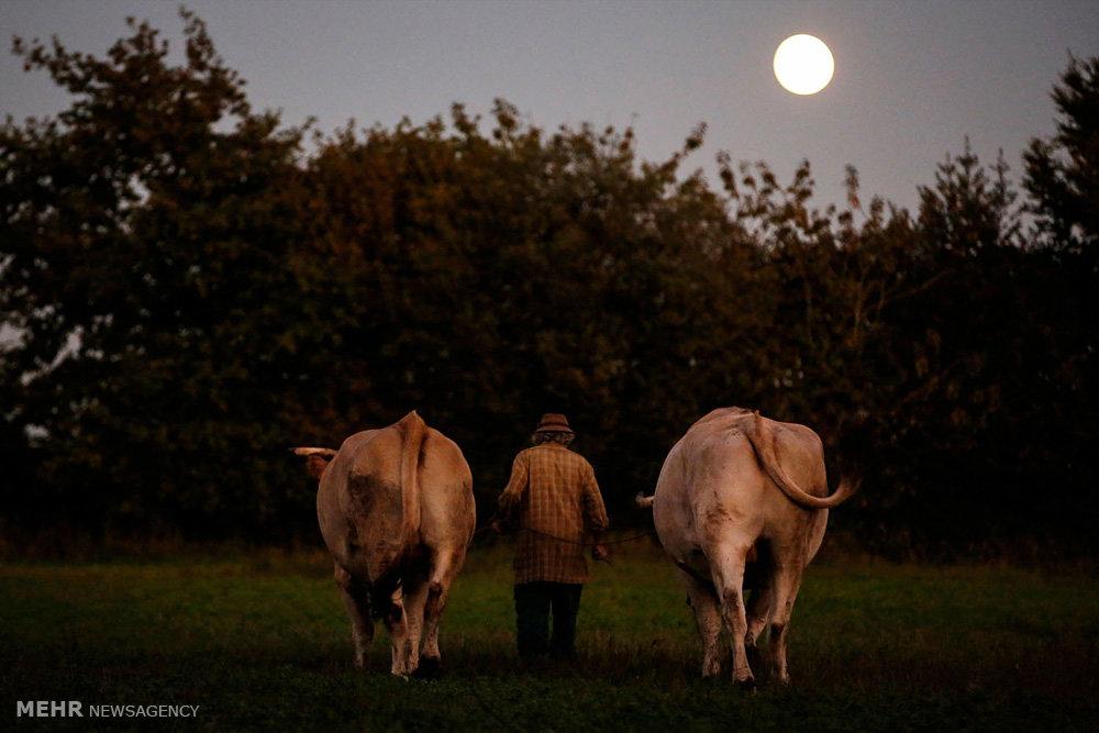 تصاویر کشاورز فرانسوی,عکسهای کشاورز فرانسوی,عکس های زندگی روستایی در فرانسه