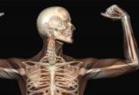 بازسازی استخوان,اخبار پزشکی,خبرهای پزشکی,تازه های پزشکی