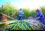 تأمین قند و شکر ایران,اخبار اقتصادی,خبرهای اقتصادی,کشت و دام و صنعت