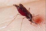 مالاریا,اخبار پزشکی,خبرهای پزشکی,بهداشت