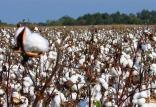 پنبه,اخبار اقتصادی,خبرهای اقتصادی,کشت و دام و صنعت