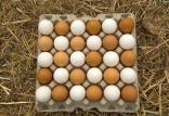 تخم مرغ,اخبار اقتصادی,خبرهای اقتصادی,کشت و دام و صنعت