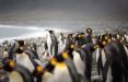 پنگوئن,اخبار علمی,خبرهای علمی,طبیعت و محیط زیست