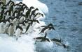 پنگوئن دم‌دراز,اخبار علمی,خبرهای علمی,طبیعت و محیط زیست