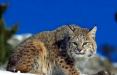 گربه‌های بزرگ جثه,اخبار علمی,خبرهای علمی,طبیعت و محیط زیست