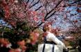 تصاویر شکوفه های درختان,تصاویر بهار,تصاویر دیدنی