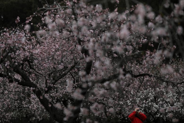 تصاویر شکوفه های درختان,تصاویر بهار,تصاویر دیدنی