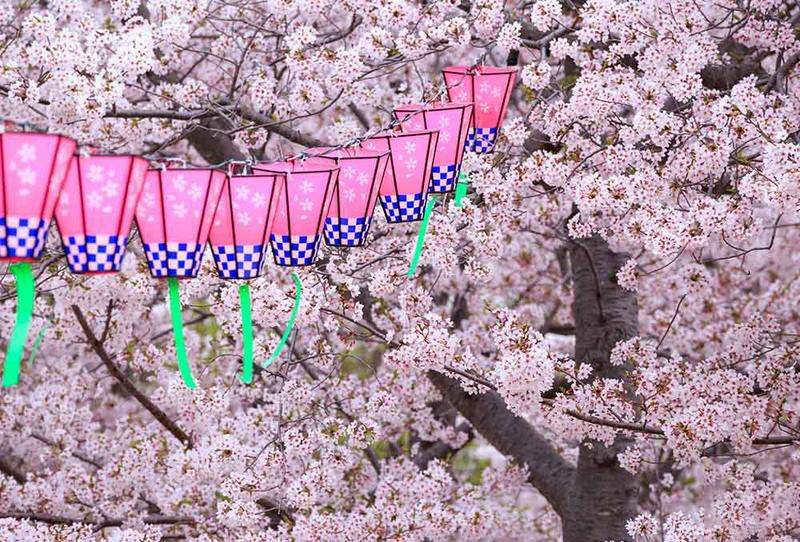 جشنواره شکوفه ها در ژاپن,اخبار جالب,خبرهای جالب,خواندنی ها و دیدنی ها