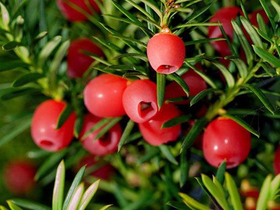 سم های کشنده,اخبار جالب,خبرهای جالب,خواندنی ها و دیدنی ها