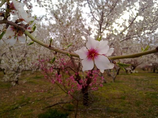 توصیه‌های هواشناسی کشاورزی,اخبار اجتماعی,خبرهای اجتماعی,محیط زیست