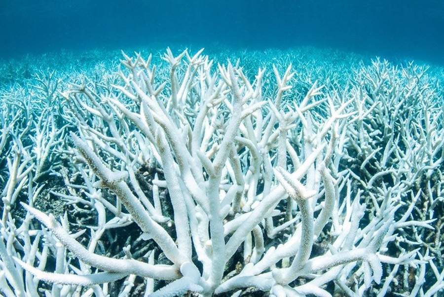 صخره‌های مرجانی,اخبار علمی,خبرهای علمی,طبیعت و محیط زیست