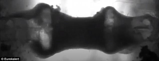 رشد عضلات قلب با سلول‌های بنیادی,اخبار پزشکی,خبرهای پزشکی,تازه های پزشکی