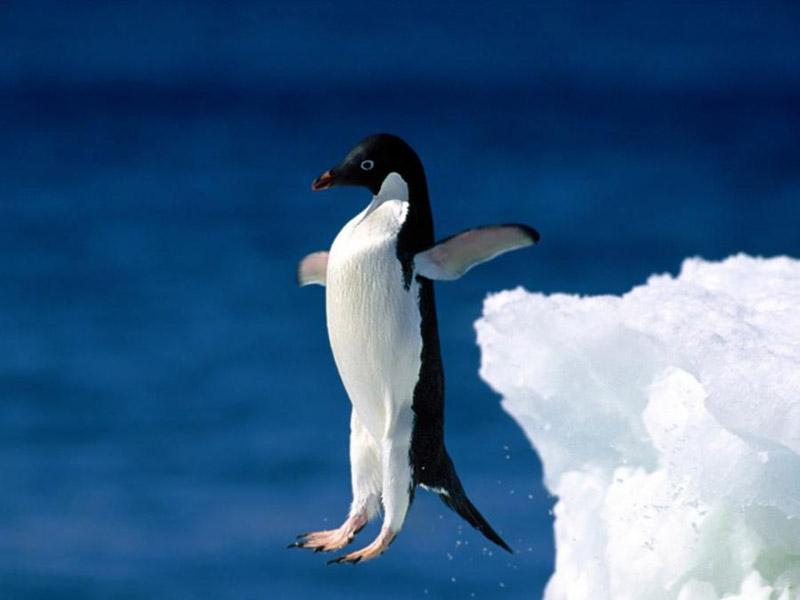 پنگوئن‌های پرنده,اخبار علمی,خبرهای علمی,پژوهش