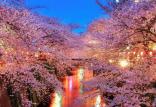 جشنواره شکوفه ها در ژاپن,اخبار جالب,خبرهای جالب,خواندنی ها و دیدنی ها