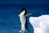 پنگوئن‌های پرنده,اخبار علمی,خبرهای علمی,پژوهش