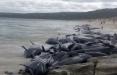 مرگ گروهی نهنگ ها,اخبار علمی,خبرهای علمی,طبیعت و محیط زیست