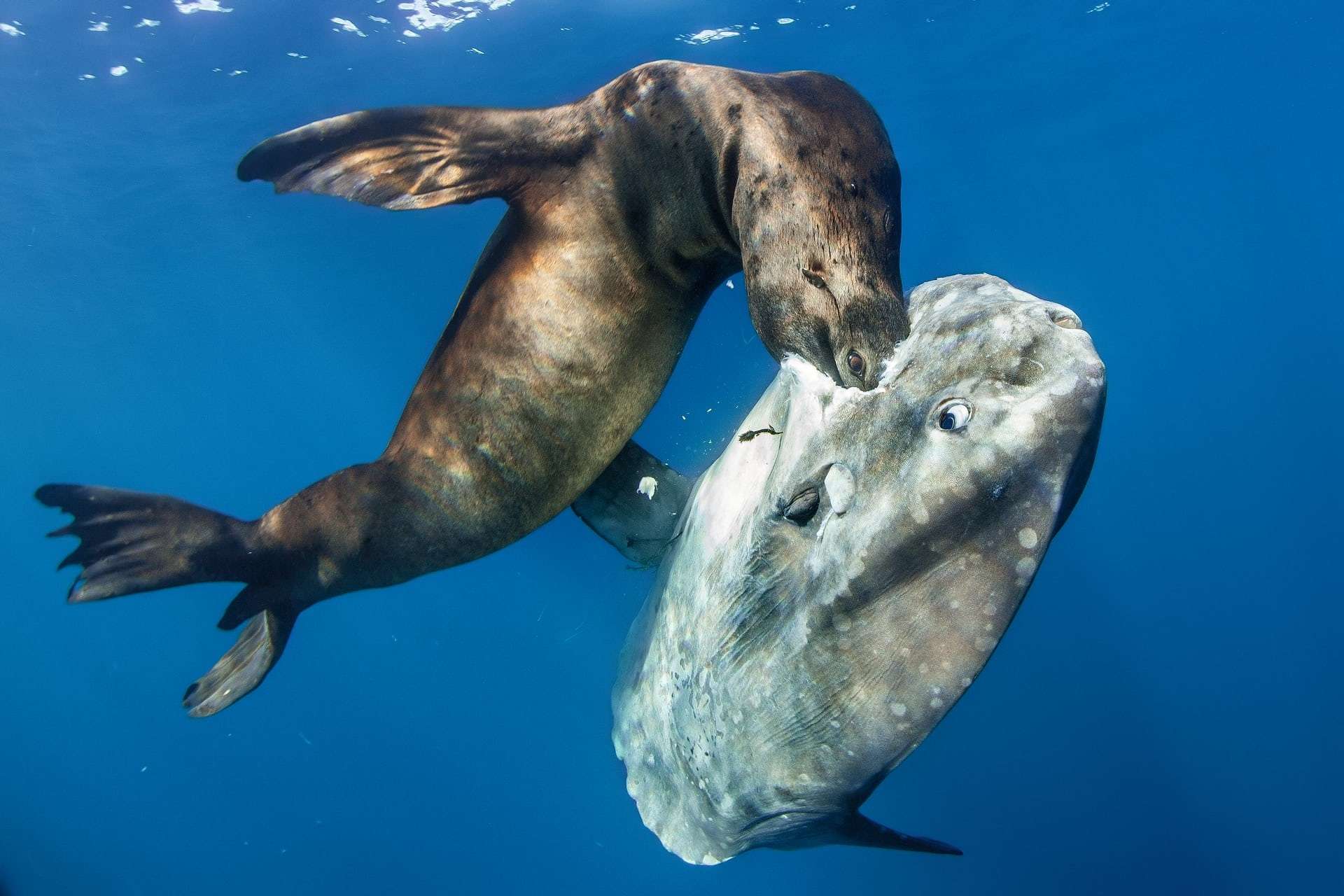 تصاویر حیات وحش اعماق اقیانوس،عکسهای حیوانات اعماق اقیانوس,عکس های حیات وحش زیر آب
