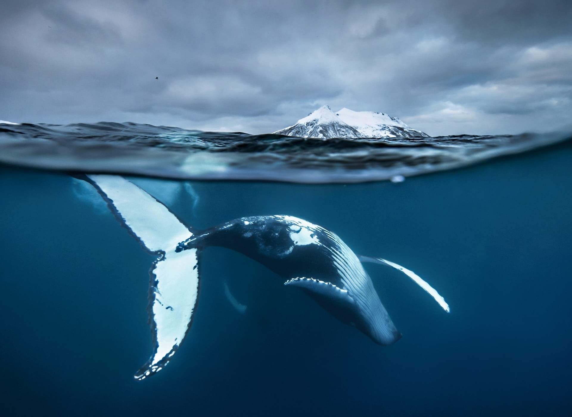تصاویر حیات وحش اعماق اقیانوس،عکسهای حیوانات اعماق اقیانوس,عکس های حیات وحش زیر آب