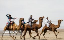 تصاویر مسابقات شتر سواری در ایران,عکس های مسابقات قهرمانی شتر سواری,عکسهای مسابقات شتر سواری در ورزنه اصفهان