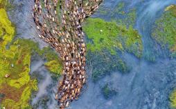 تصاویر رژه اردک ها,عکس های حرکت دسته جمعی اردک ها,عکسهای رژه اردک ها در رودخانه