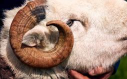 تصاویر نمایشگاه قوچ ها,عکس نمایشگاه قوچ هادرانگلیس,تصویرنمایشگاه قوچ هادرانگلیس