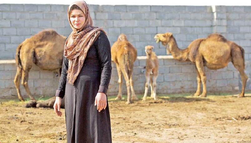 پرورش شتر,اخبار اجتماعی,خبرهای اجتماعی,خانواده و جوانان