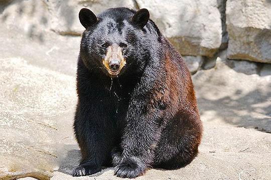 خرس سیاه,اخبار علمی,خبرهای علمی,طبیعت و محیط زیست