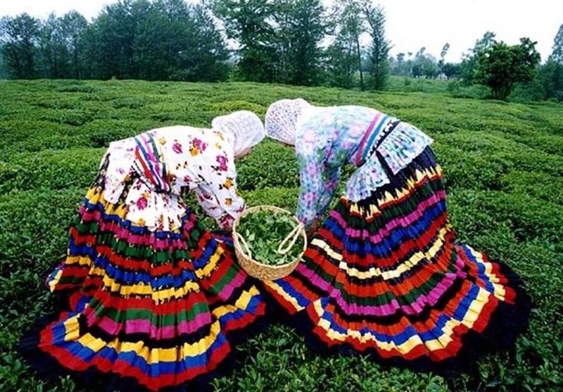 مزارع چای مزارع چای,اخبار اقتصادی,خبرهای اقتصادی,کشت و دام و صنعت