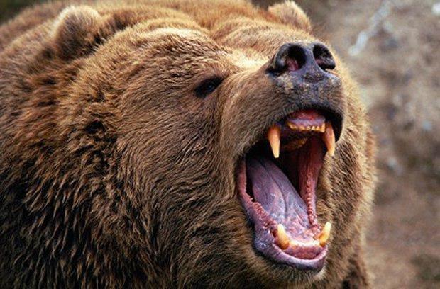 حمله خرس به مردجوان,اخبار حوادث,خبرهای حوادث,حوادث امروز