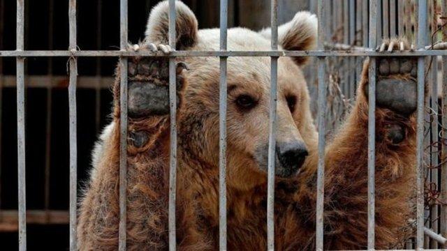 باغوحش باغوحش,اخبار علمی,خبرهای علمی,طبیعت و محیط زیست