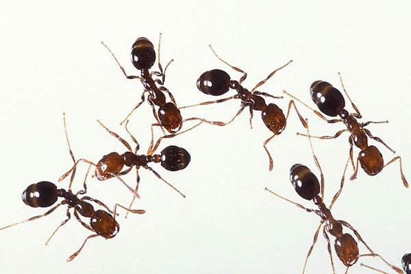 مورچه انتحاری,اخبار علمی,خبرهای علمی,طبیعت و محیط زیست