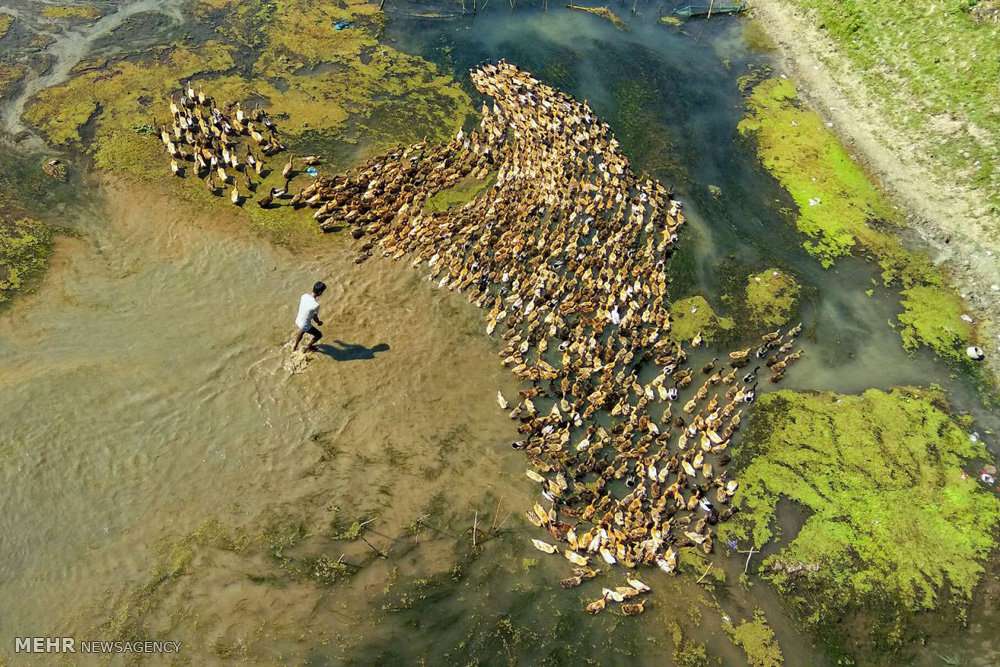 تصاویر رژه اردک ها,عکس های حرکت دسته جمعی اردک ها,عکسهای رژه اردک ها در رودخانه