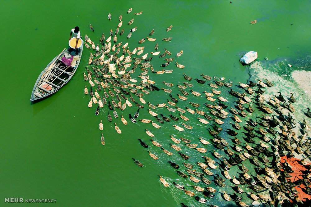 تصاویر رژه اردک ها,عکس های حرکت دسته جمعی اردک ها,عکسهای رژه اردک ها در رودخانه