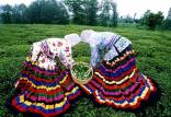 اعلام ضوابط خرید برگ سبز چای برای سال زراعی جاری مزارع چای,اخبار اقتصادی,خبرهای اقتصادی,کشت و دام و صنعت