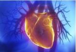 قلب,اخبار پزشکی,خبرهای پزشکی,تازه های پزشکی