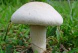 قارچ سمی,اخبار پزشکی,خبرهای پزشکی,بهداشت