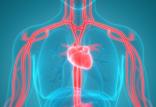 جوانسازی رگ های خونی,اخبار پزشکی,خبرهای پزشکی,تازه های پزشکی