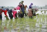 کشت برنج,اخبار اقتصادی,خبرهای اقتصادی,کشت و دام و صنعت