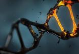 DNA,اخبار علمی,خبرهای علمی,پژوهش