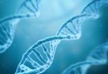 DNA,اخبار پزشکی,خبرهای پزشکی,تازه های پزشکی