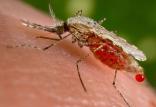 پشه مالاریا,اخبار پزشکی,خبرهای پزشکی,تازه های پزشکی