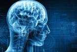 مغز,اخبار پزشکی,خبرهای پزشکی,تازه های پزشکی